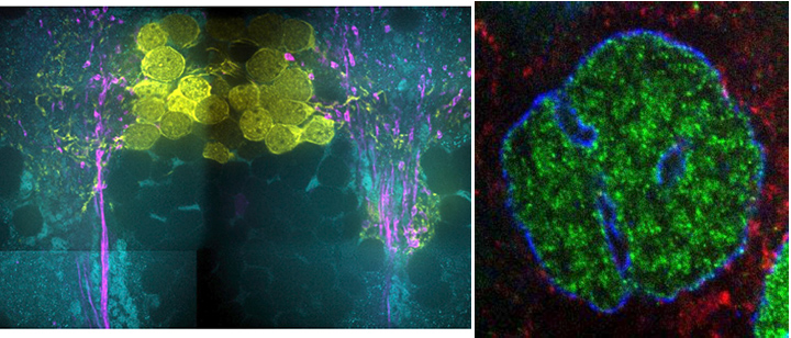 Expansion Microscopy of Zebrafish for Neuroscience and Developmental ...