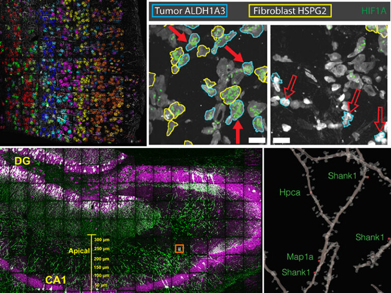 Expansion Sequencing Spatially Precise In Situ Transcriptomics in