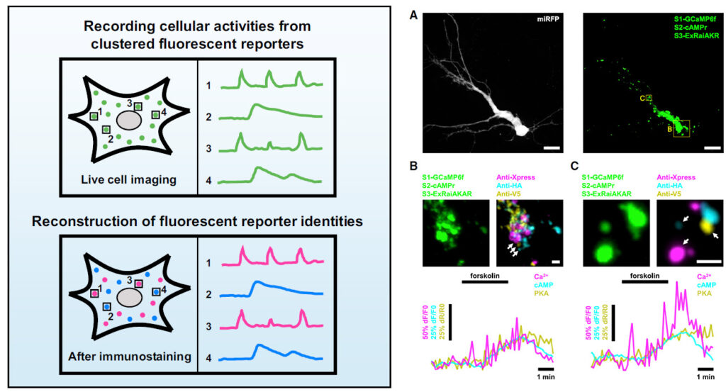Spatial multiplexing of fluorescent reporters for imaging signaling ...