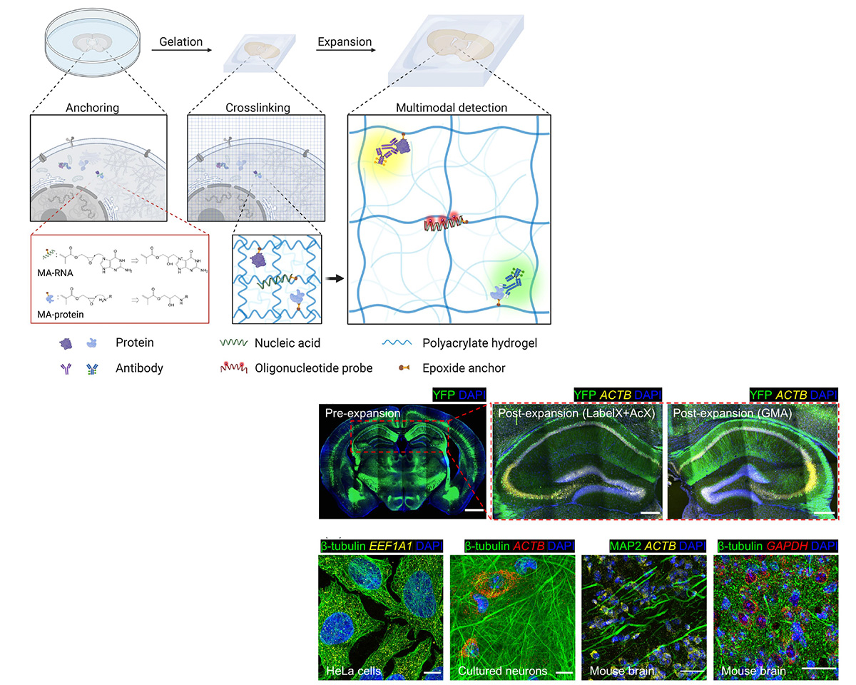Expansion microscopy using a single anchor molecule for highyield